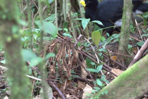 Privat fottur i nasjonalparken Volcán Tenorio – Río Celeste