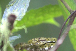 Privat fottur i nasjonalparken Volcán Tenorio – Río Celeste