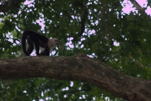 Privat fottur i nasjonalparken Volcán Tenorio – Río Celeste
