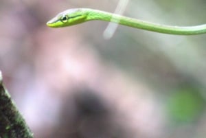 Privat fottur i nasjonalparken Volcán Tenorio – Río Celeste