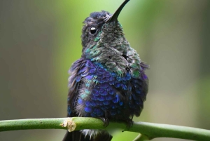 Randonnée privée sur les sentiers de la rivière Celeste, volcan Tenorio