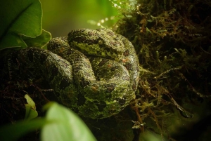 Randonnée privée sur les sentiers de la rivière Celeste, volcan Tenorio