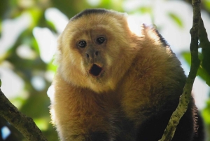 Randonnée privée sur les sentiers de la rivière Celeste, volcan Tenorio