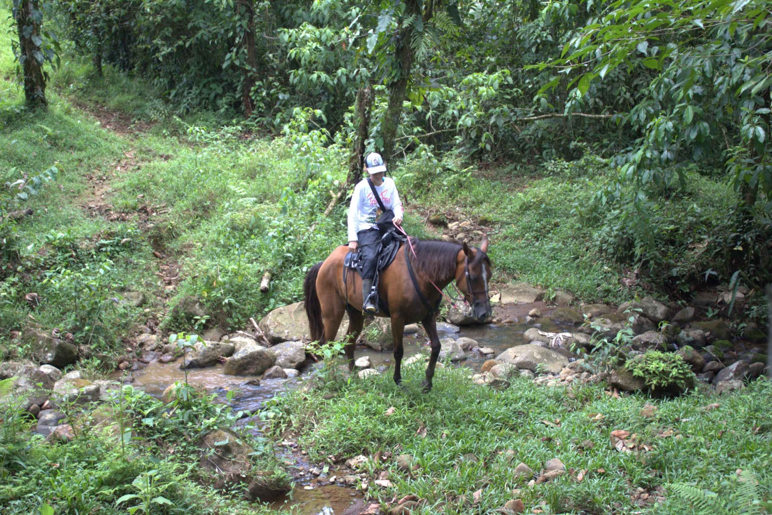 Private Horseback Riding - Río Celeste