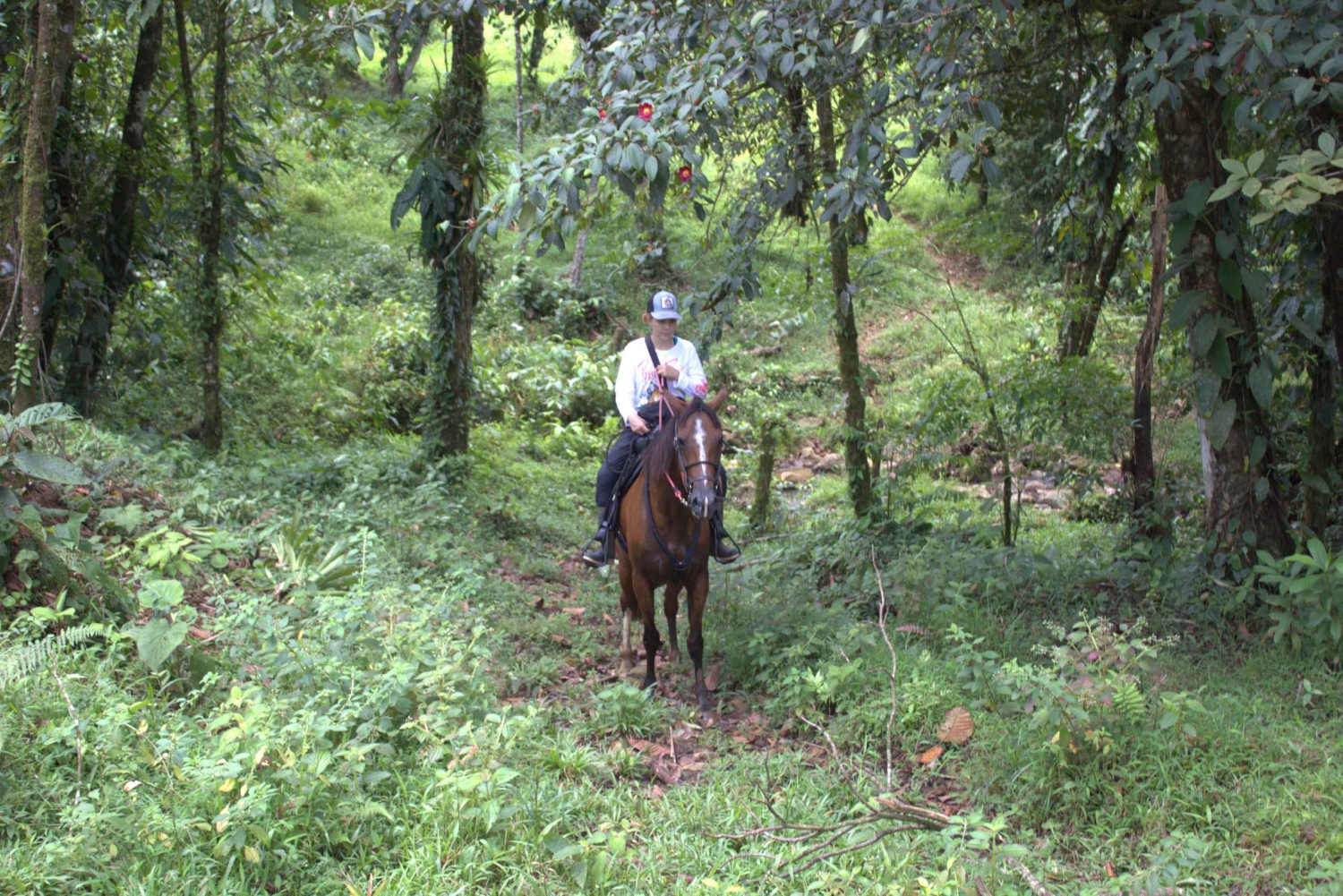 Private Horseback Riding - Río Celeste