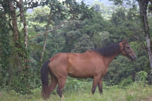 Privat ridetur - Río Celeste