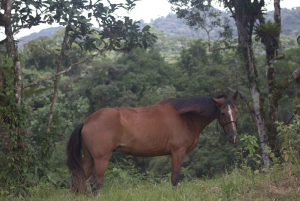 Privat ridetur - Río Celeste