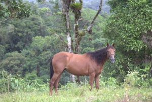 Privat ridetur - Río Celeste