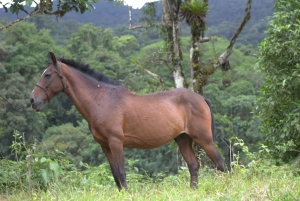 Privat ridetur - Río Celeste