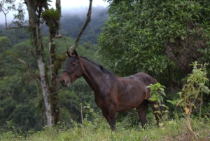 Privat ridetur - Río Celeste