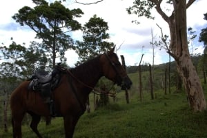 Private Horseback Riding - Río Celeste