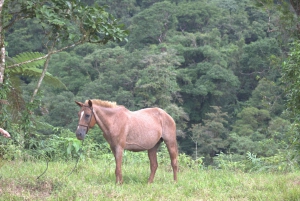 Private Horseback Riding - Río Celeste