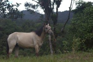 Private Horseback Riding - Río Celeste