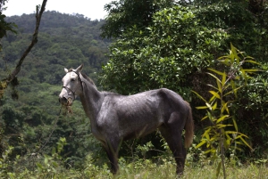 Private Horseback Riding - Río Celeste