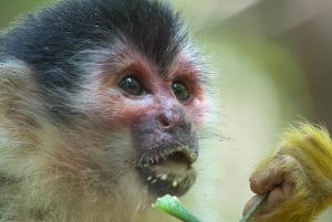 Parc national privé de Manuel Antonio