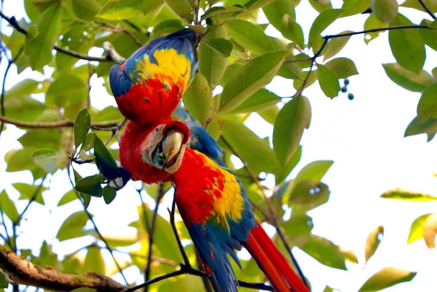 Marino Ballena Nationaal Park Privéwandeling met een natuurgids