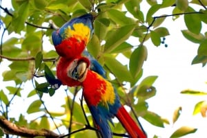 Marino Ballena nasjonalpark - privat naturisttur