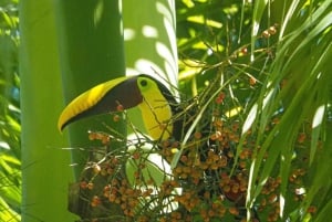 Marino Ballena nasjonalpark - privat naturisttur