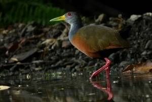 Marino Ballena nasjonalpark - privat naturisttur