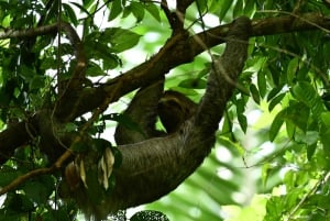 Marino Ballena nasjonalpark - privat naturisttur