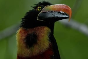 Marino Ballena nasjonalpark - privat naturisttur