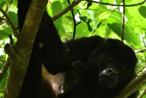 Marino Ballena nasjonalpark - privat naturisttur