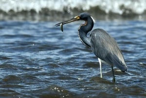Marino Ballena nasjonalpark - privat naturisttur