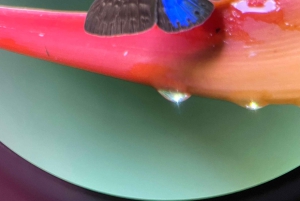 PRIVAATTIKIERROS Manuel Antonion puisto