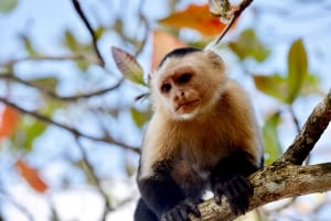 Cahuita national Park+Strand & Maratopia tropical garden