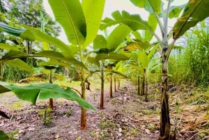 private tour to Tortuguero canals boat trip & Maratopia