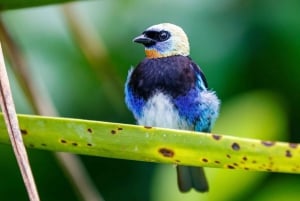 private tour to Tortuguero canals boat trip & Maratopia