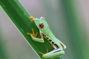 private tour to Tortuguero canals boat trip & Maratopia