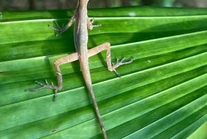 private tour to Tortuguero canals boat trip & Maratopia