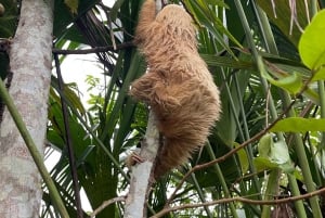 private tour to Tortuguero canals boat trip & Maratopia