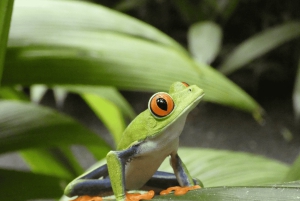 Private Transfer San José Airport to/From Monteverde