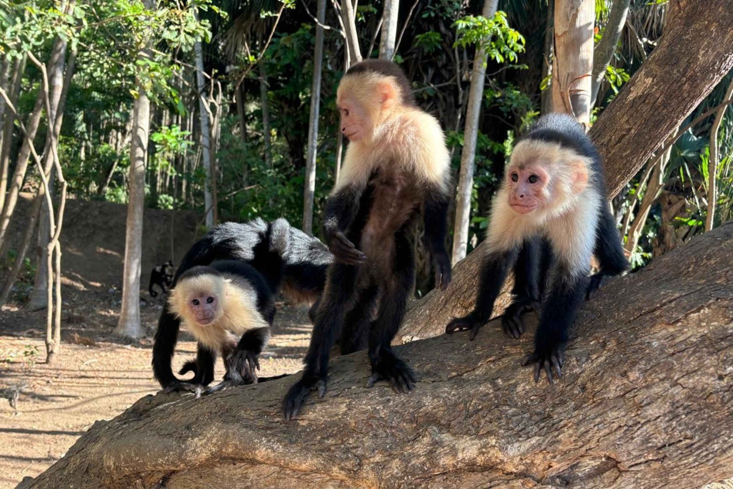 Puerto Caldera: tour privato alla scoperta delle scimmie e della fauna selvatica con pranzo