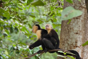 Puerto Caldera: tour privato alla scoperta delle scimmie e della fauna selvatica con pranzo