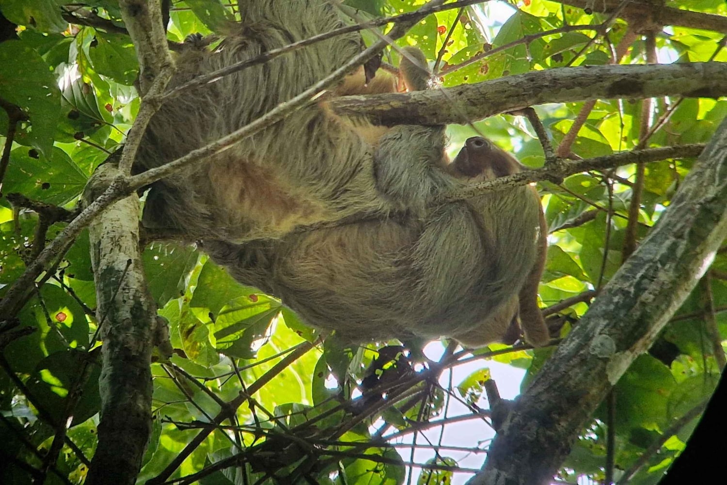 Puerto Jiménez: Corcovado La Leona e Cascata Mata Palo con pranzo tipico