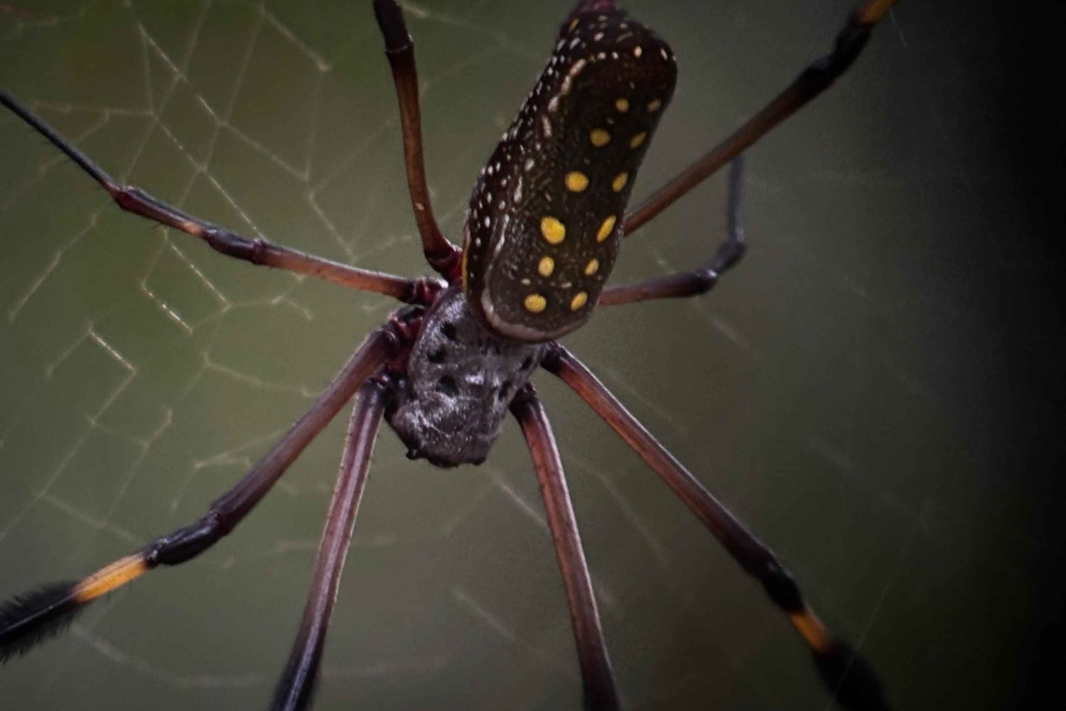 Puerto Jiménez: Corcovado La Leona e Cascata Mata Palo con pranzo tipico