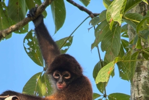 Puerto Jiménez: Corcovado La Leona und Mata Palo Wasserfall mit typischem Mittagessen