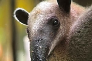 Puerto Jiménez: Corcovado La Leona e Cascata Mata Palo con pranzo tipico