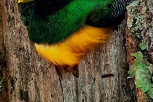 Puerto Jiménez: Corcovado La Leona e Cascata Mata Palo con pranzo tipico