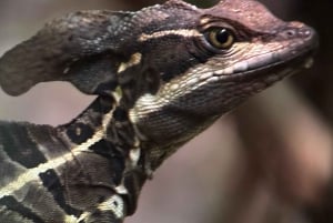 Puerto Jiménez: Corcovado La Leona e Cascata Mata Palo con pranzo tipico