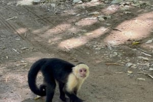 Puerto Jiménez: Corcovado La Leona e Cascata Mata Palo con pranzo tipico