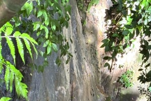 Puerto Jiménez: Corcovado La Leona e Cascata Mata Palo con pranzo tipico