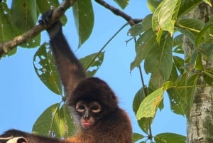 Puerto Jiménez: Corcovado La Leona e Cascata Mata Palo con pranzo tipico