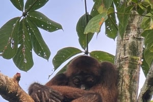 Puerto Jiménez: Corcovado La Leona e Cascata Mata Palo con pranzo tipico