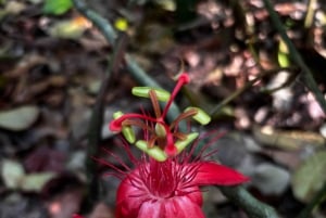 Puerto Jimenez: Parque Nacional Corcovado 2 Dias 1 Noche (boat in & out)