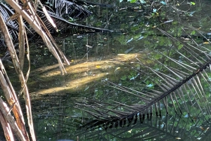 Puerto Jimenez: Parque Nacional Corcovado 2 Dias 1 Noche (boat in & out)
