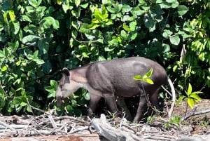 Puerto Jimenez: Parque Nacional Corcovado 2 Dias 1 Noche (boat in & out)